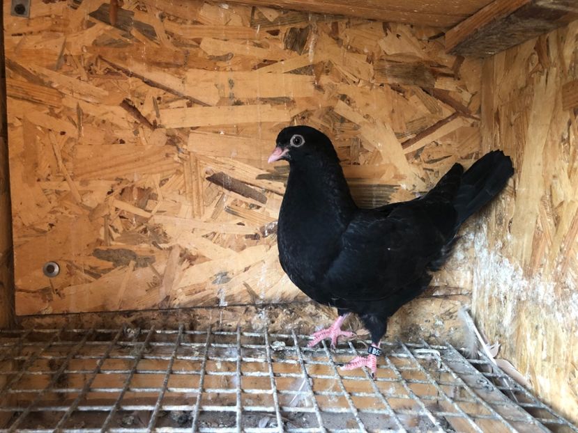 527/22 - 5- lot zbor 2022