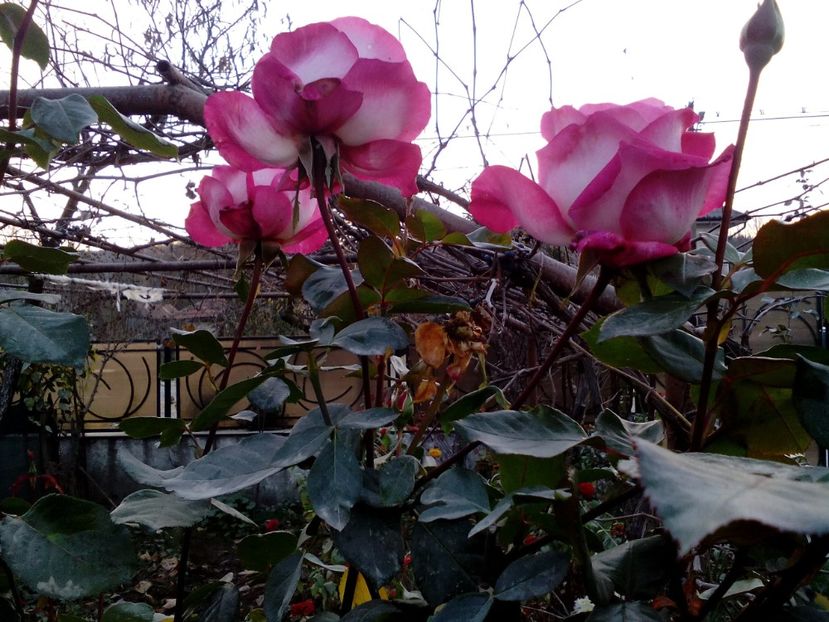  - 2022 Toamna Noiembrie