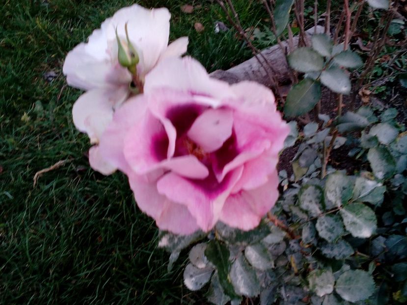  - 2022 Toamna Noiembrie