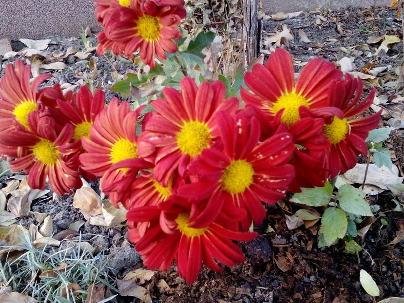  - 2022 Toamna Noiembrie