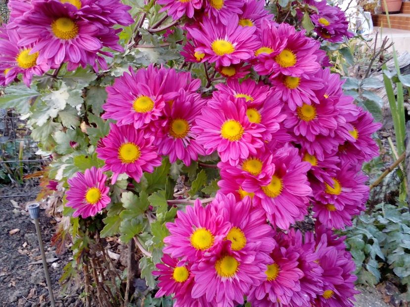  - 2022 Toamna Noiembrie