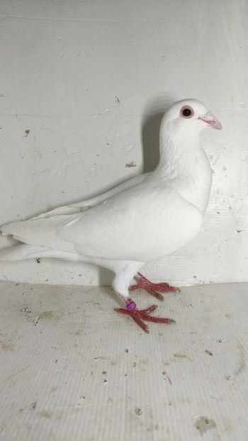  - De vanzare voiajori 2