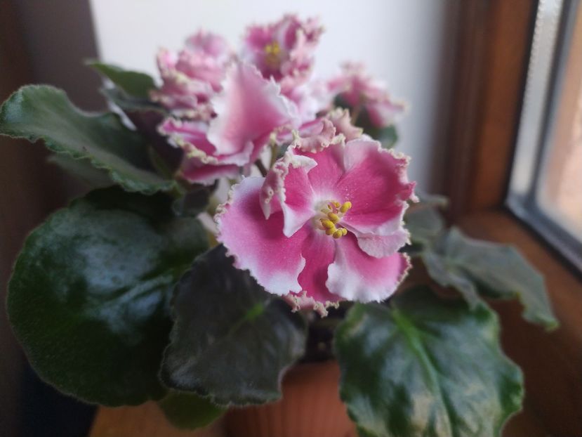 8 noiembrie 2022 - KO Orlovchanka