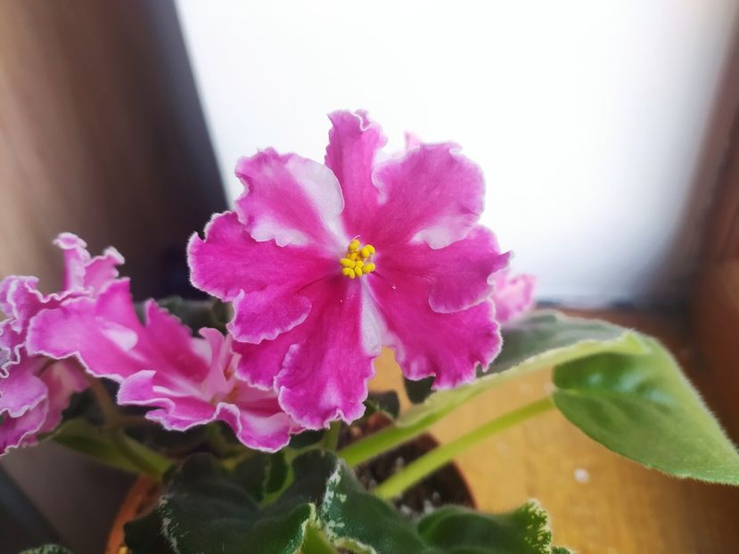 8 noiembrie 2022 - VaT Britni