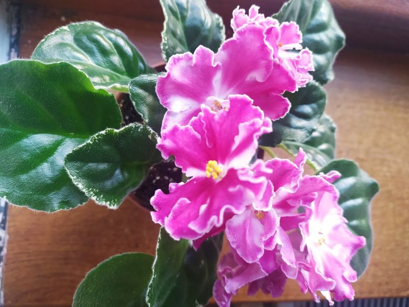 8 noiembrie 2022 - VaT Britni