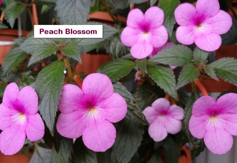 Peach Blossom - Peach Blossom
