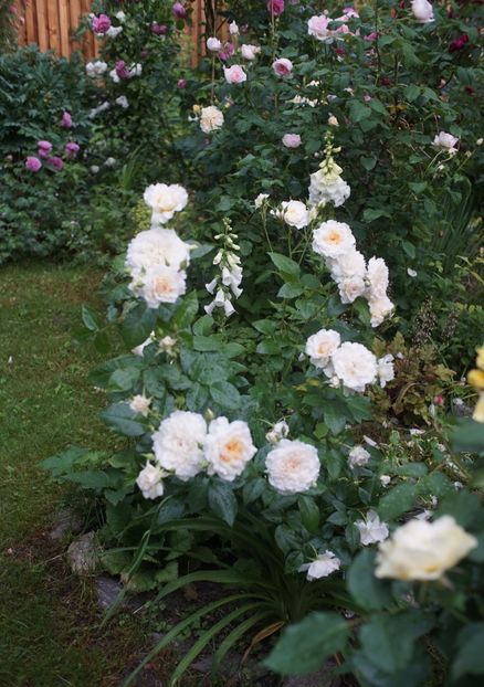  - Nadine Xella Ricci