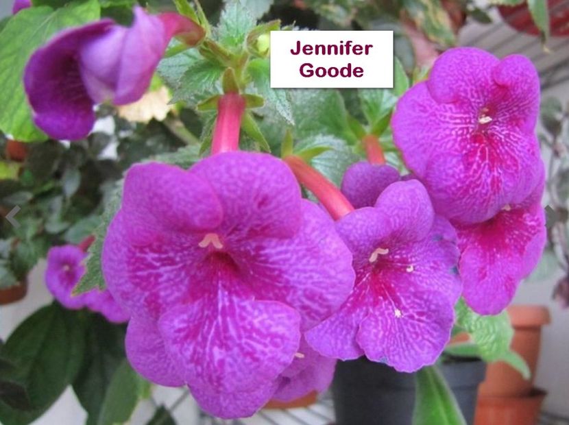 Jennifer Goode - Jennifer Goode