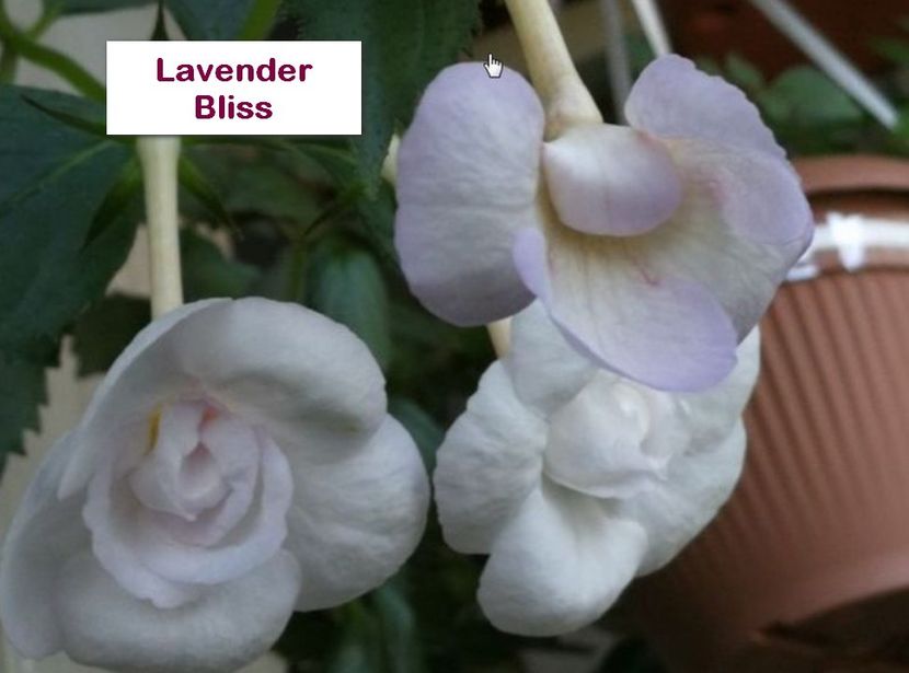 Lavender Bliss - Lavender Bliss
