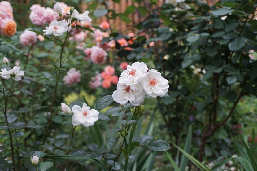  - Starlight Symphony