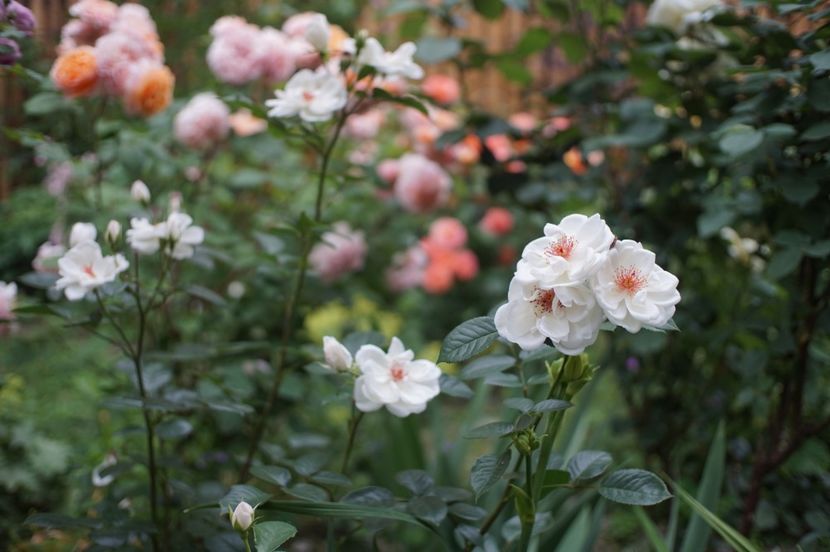  - Starlight Symphony