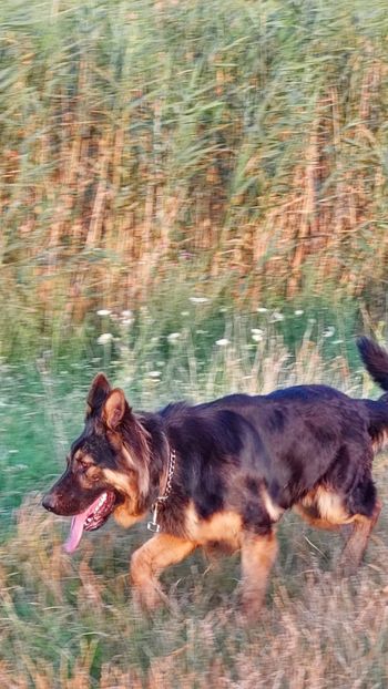 IMG-20210724-WA0007 - Nero