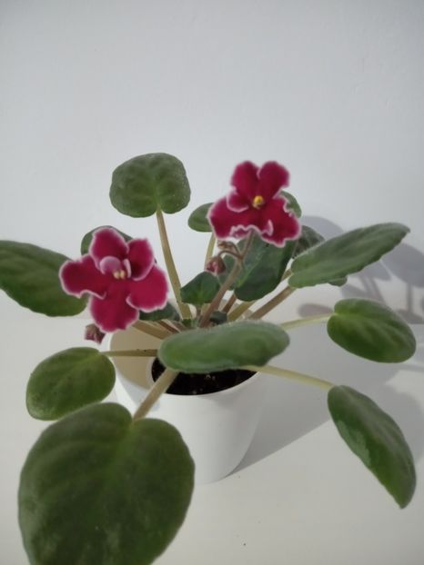 Bob Serbin - 1 a Violete