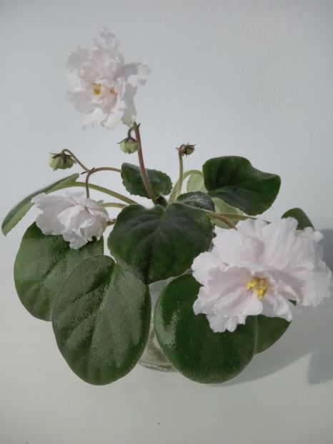 Moonlit Snow - 1 a Violete