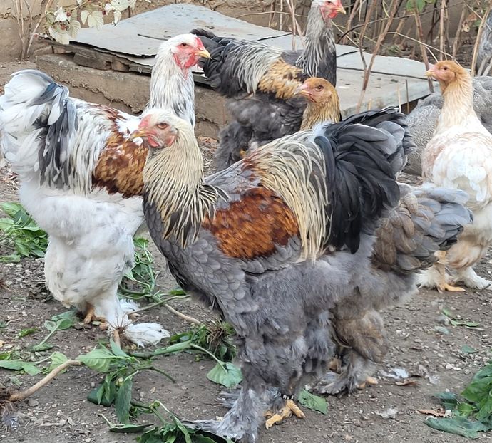  - a__Pui și tineret brahma 2022