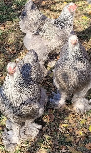  - a__Pui și tineret brahma 2022