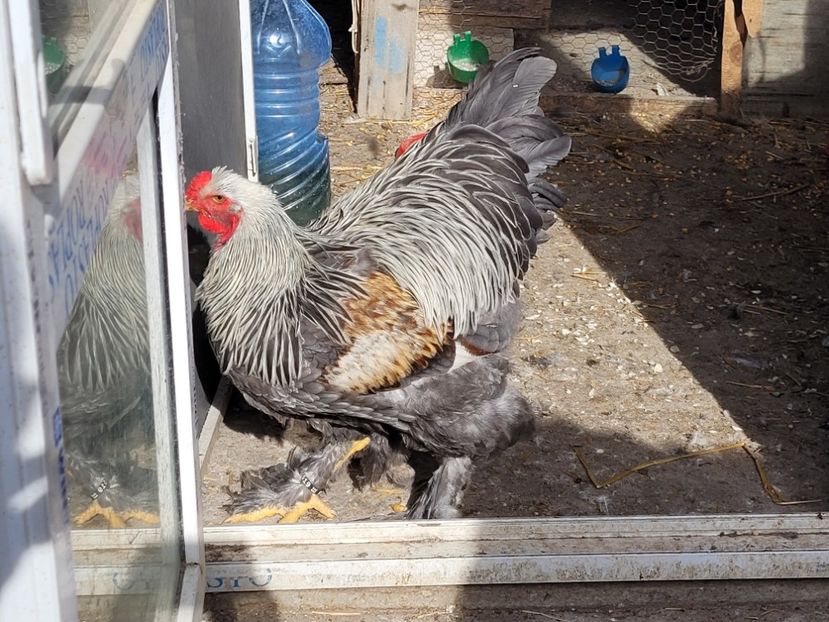  - a__Pui și tineret brahma 2022