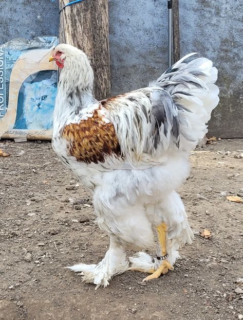  - a__Pui și tineret brahma 2022