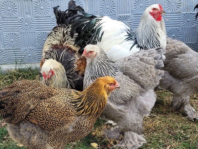  - a__Pui și tineret brahma 2022