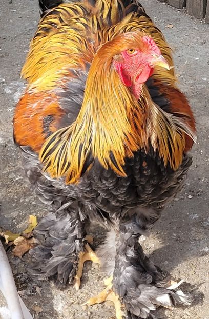  - a__Pui și tineret brahma 2022