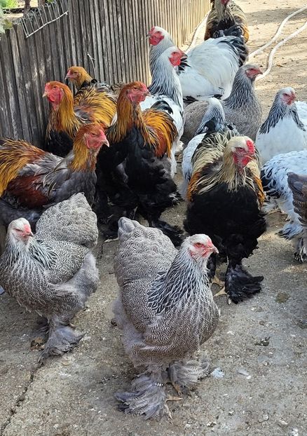  - a__Pui și tineret brahma 2022