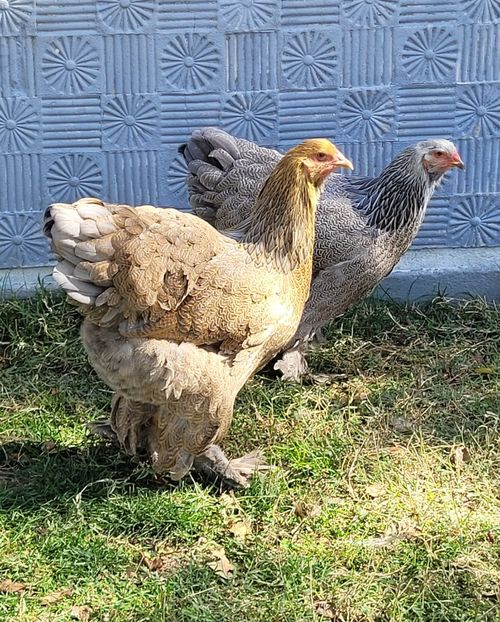  - a__Pui și tineret brahma 2022