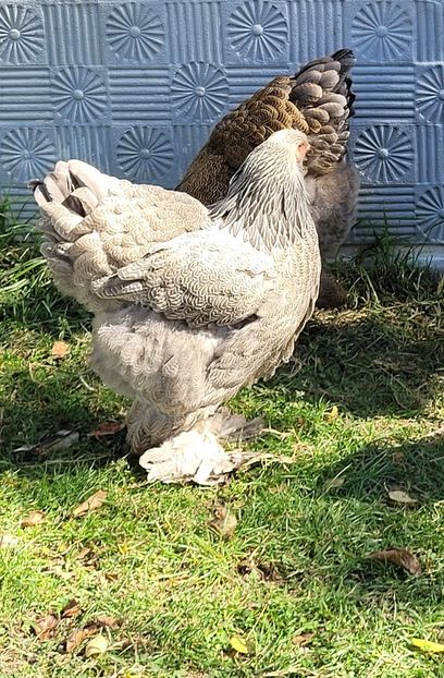  - a__Pui și tineret brahma 2022