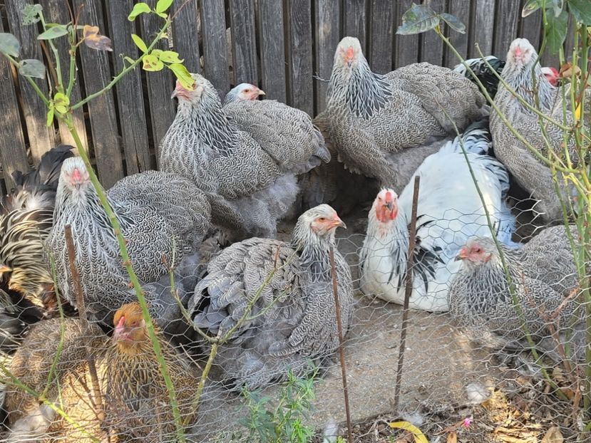  - a__Pui și tineret brahma 2022