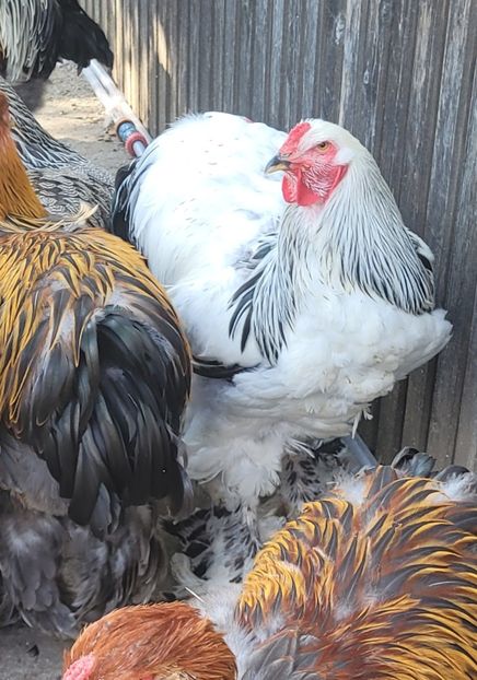  - a__Pui și tineret brahma 2022