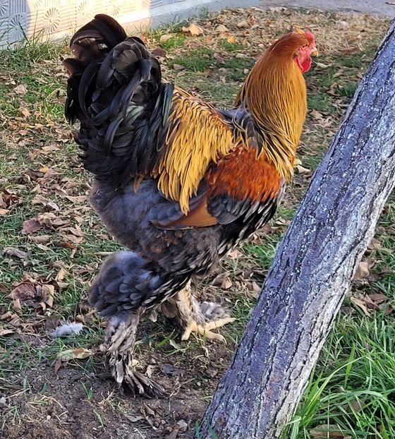  - a__Pui și tineret brahma 2022