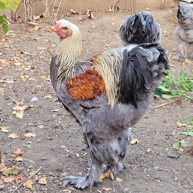  - a__Pui și tineret brahma 2022