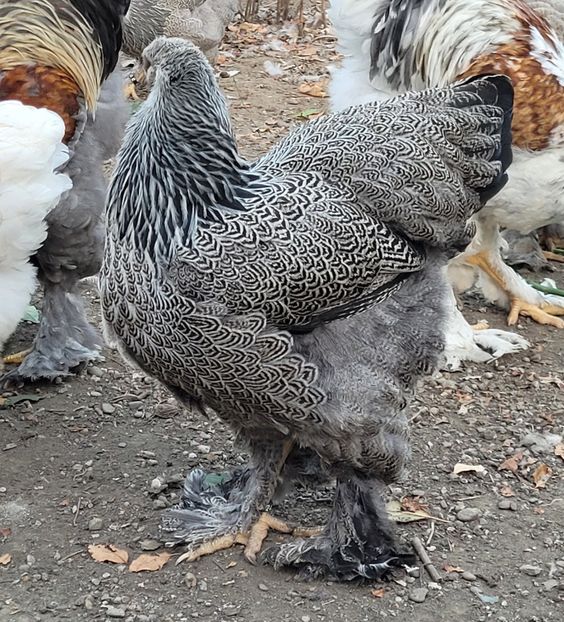  - a__Pui și tineret brahma 2022