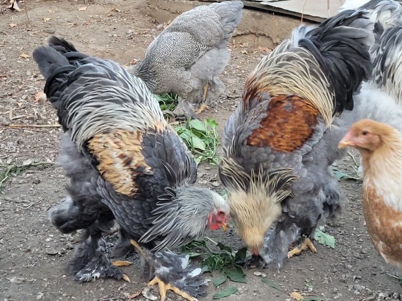  - a__Pui și tineret brahma 2022