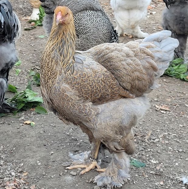  - a__Pui și tineret brahma 2022