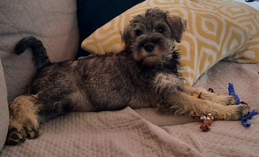 IMG-20221106-WA0011 - Schnauzer pitic de vânzare