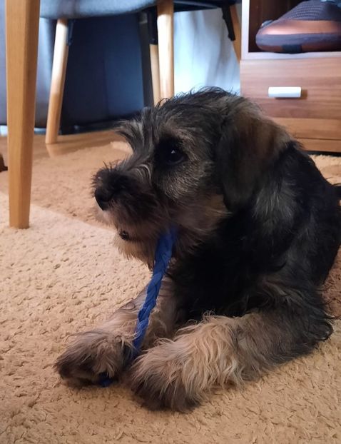 IMG-20221106-WA0012 - Schnauzer pitic de vânzare