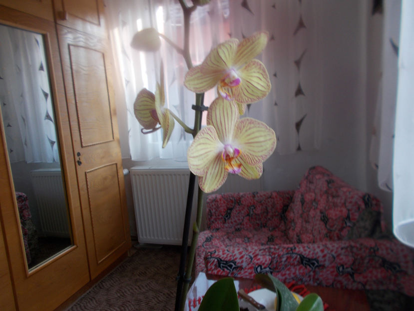  - Flori de camera -2016