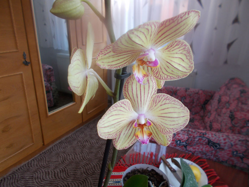  - Flori de camera -2016