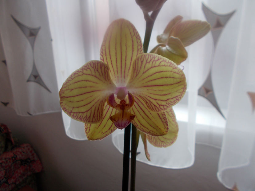  - Flori de camera -2016