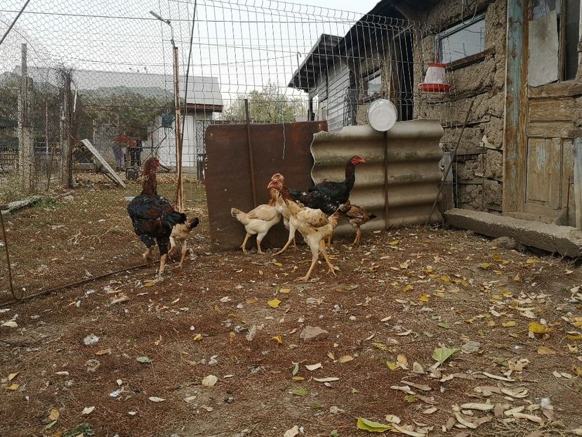  - Combatant malaez 2021-2022