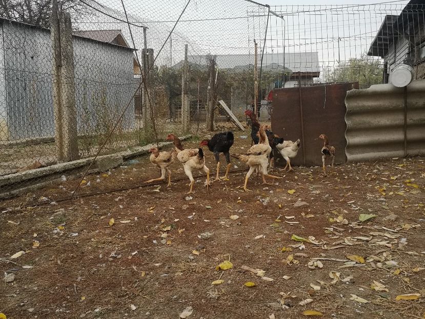  - Combatant malaez 2021-2022