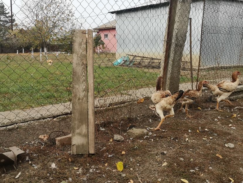  - Combatant malaez 2021-2022