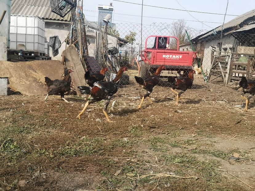  - Combatant malaez 2021-2022