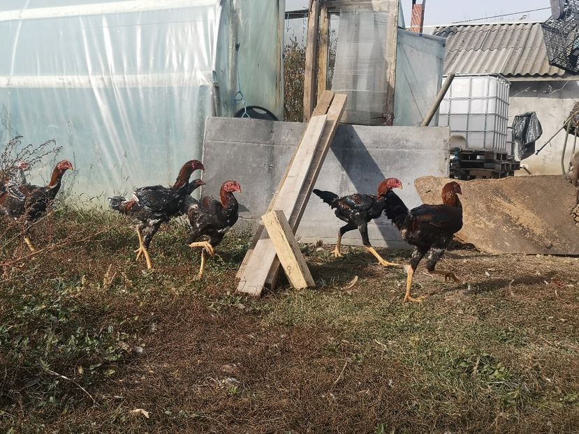  - Combatant malaez 2021-2022