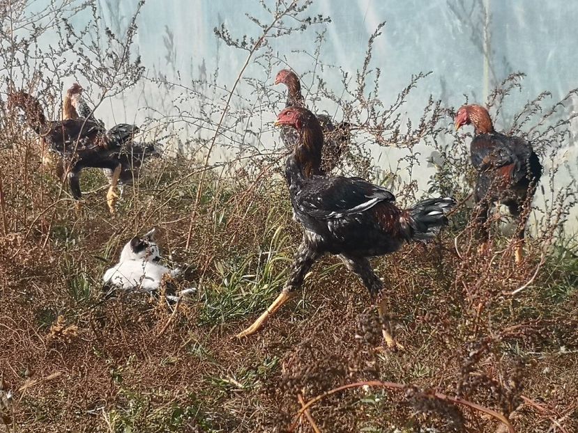  - Combatant malaez 2021-2022