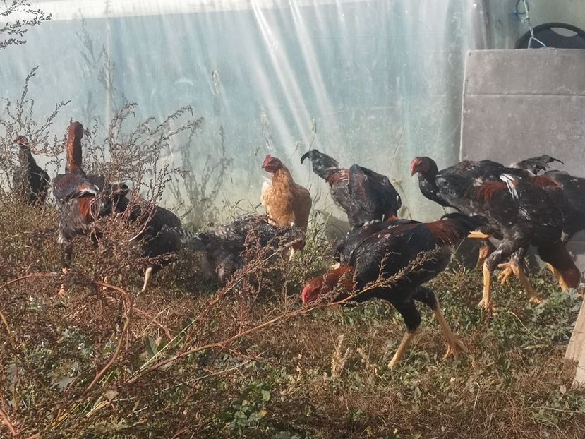  - Combatant malaez 2021-2022