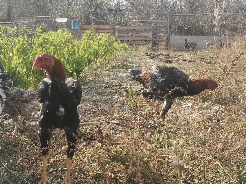  - Combatant malaez 2021-2022