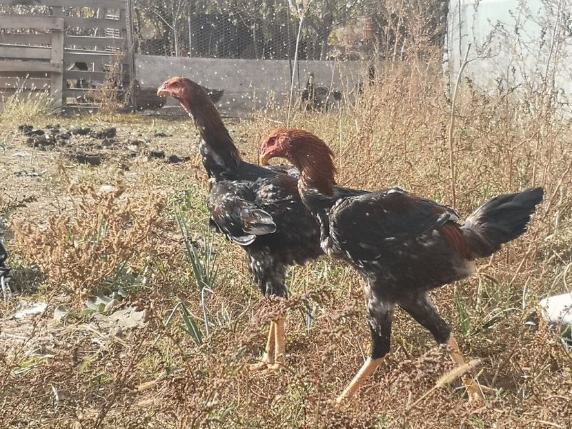  - Combatant malaez 2021-2022