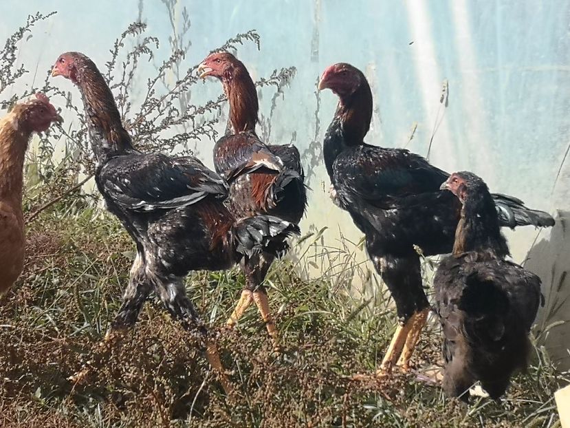  - Combatant malaez 2021-2022