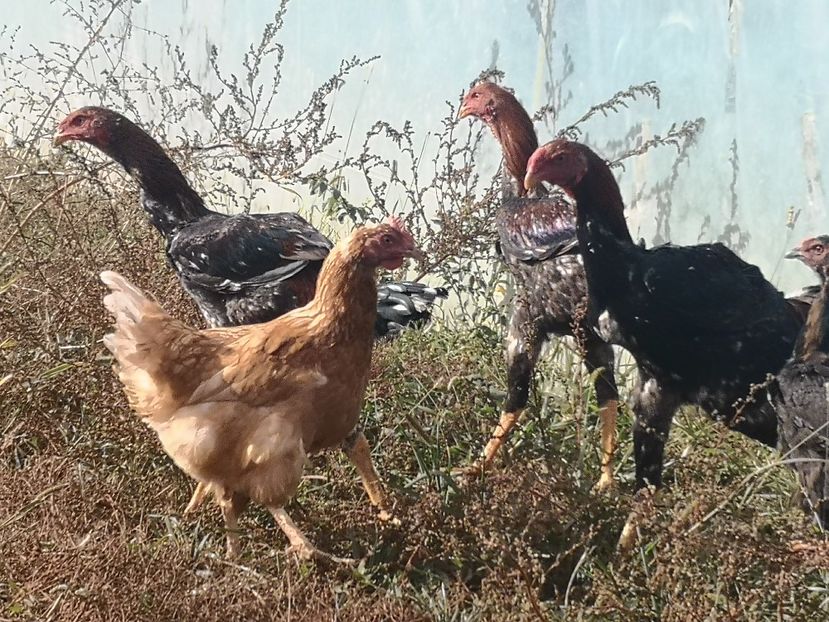  - Combatant malaez 2021-2022